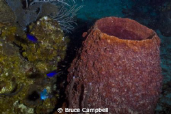 Barrel Sponge with Blue Chromis by Bruce Campbell 